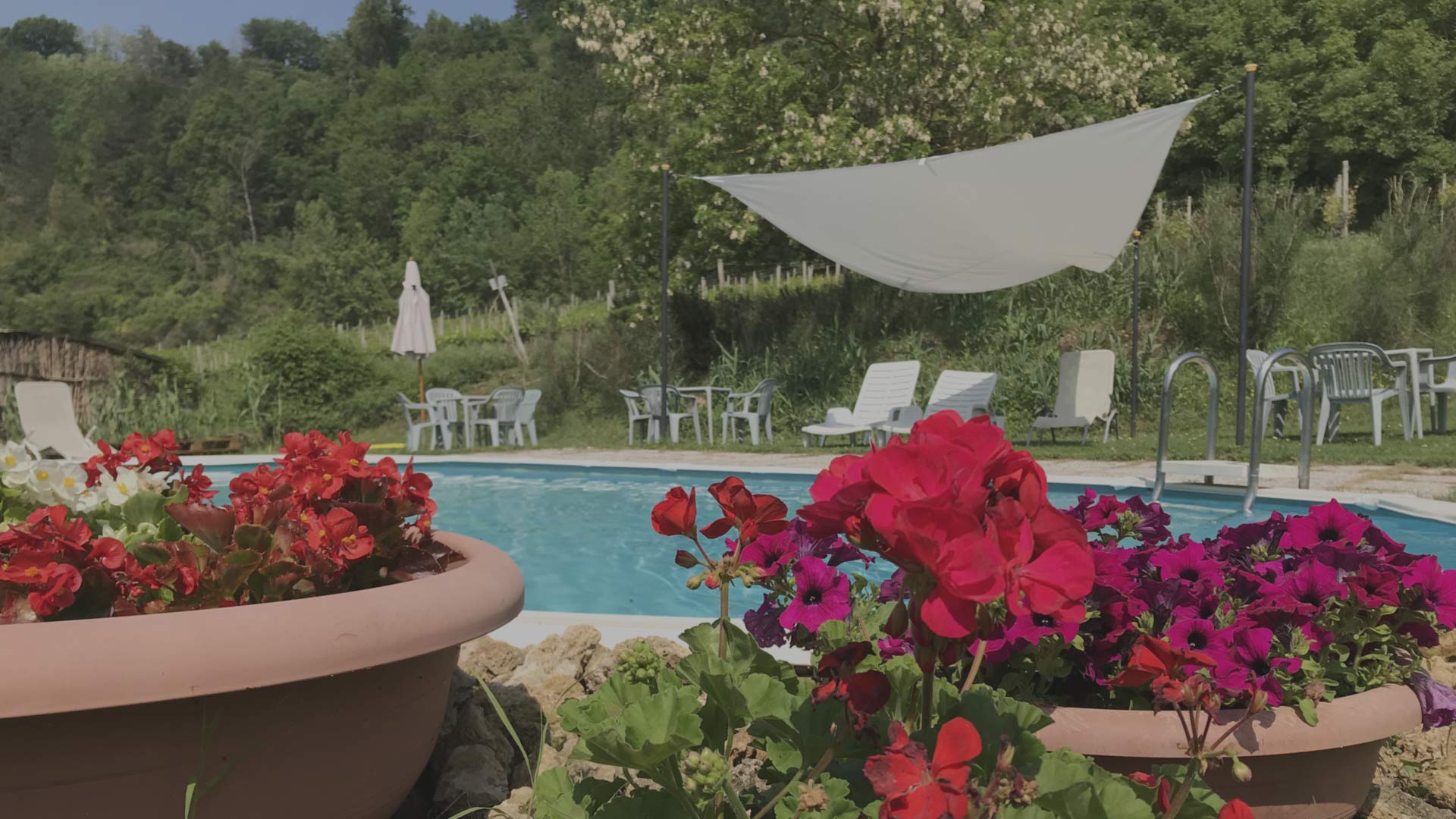 La piscina della tenuta immersa nel verde, con i gerani in fiore e il vigneto sullo sfondo