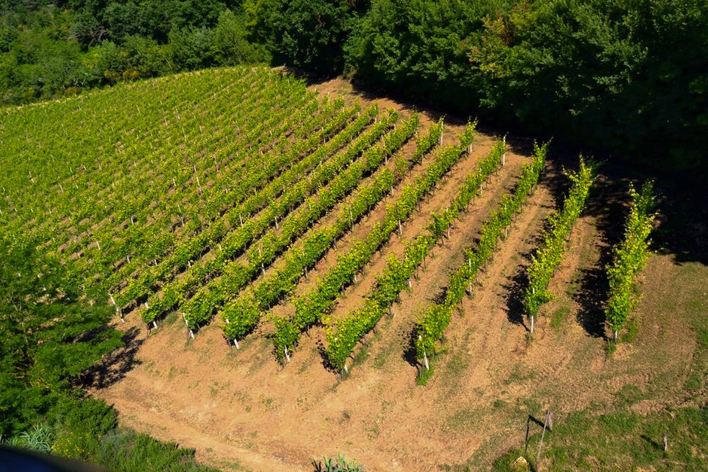 I filari del vigneto della tenuta
